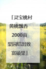 灵宝桃村黄桃飘香 2000亩果园结出致富硕果