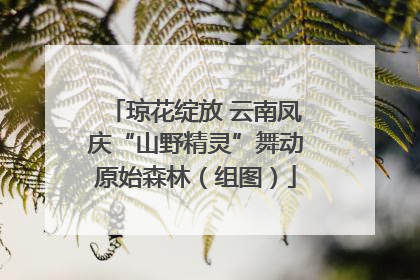 琼花绽放 云南凤庆“山野精灵”舞动原始森林（组图）