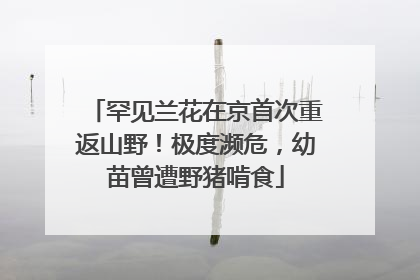 罕见兰花在京首次重返山野！极度濒危，幼苗曾遭野猪啃食