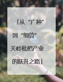 从“广种”到“细管” 关岭枇杷产业的跃升之路