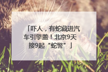 吓人，有蛇藏进汽车引擎盖！北京9天接9起“蛇警”