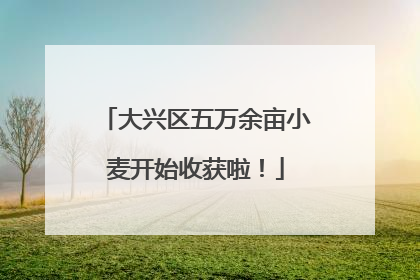 大兴区五万余亩小麦开始收获啦！