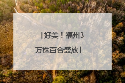 好美！福州3万株百合盛放