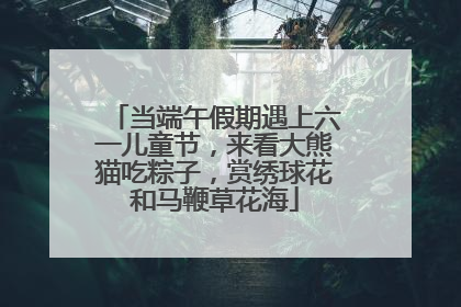 当端午假期遇上六一儿童节，来看大熊猫吃粽子，赏绣球花和马鞭草花海