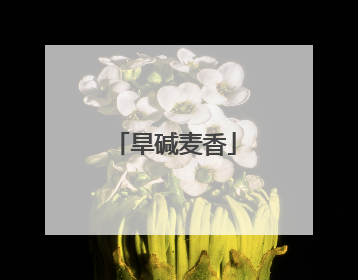 旱碱麦香