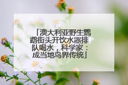 澳大利亚野生鹦鹉街头开饮水器排队喝水,科学家:成当地鸟界传统