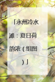 永州冷水滩：夏日荷韵浓（组图）