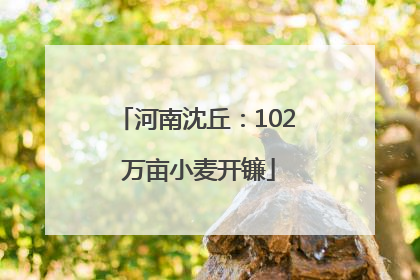 河南沈丘：102 万亩小麦开镰
