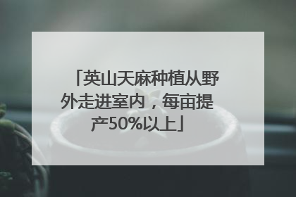 英山天麻种植从野外走进室内，每亩提产50%以上