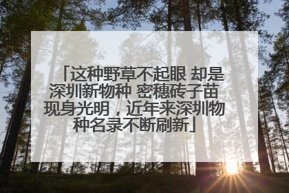 这种野草不起眼 却是深圳新物种 密穗砖子苗现身光明，近年来深圳物种名录不断刷新