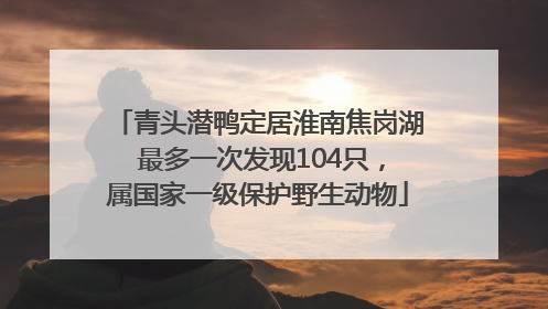 青头潜鸭定居淮南焦岗湖 最多一次发现104只，属国家一级保护野生动物