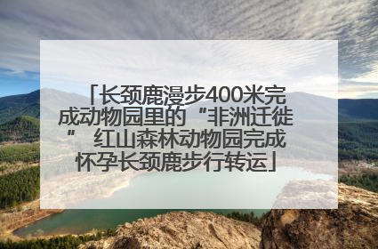 长颈鹿漫步400米完成动物园里的“非洲迁徙” 红山森林动物园完成怀孕长颈鹿步行转运