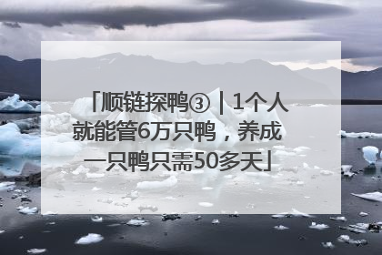 顺链探鸭③｜1个人就能管6万只鸭，养成一只鸭只需50多天