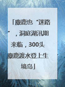 麋鹿也“迷路”，洞庭湖汛期来临，300头麋鹿渡水登上生境岛